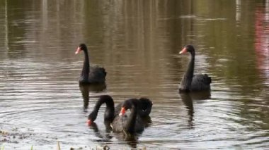 Siyah Kuğu sürüsü gölet yüzeyinde yüzüyor.