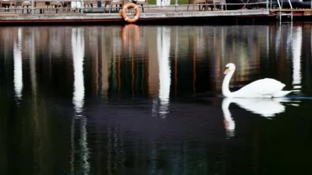 White Swan swims on mirror surface of pond. — Stock Video