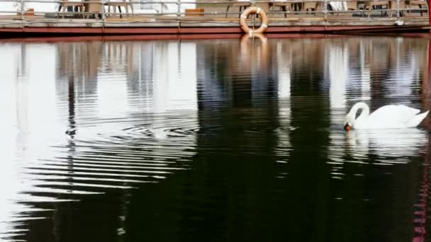 White Swan swims on mirror surface of pond. — Stock Video