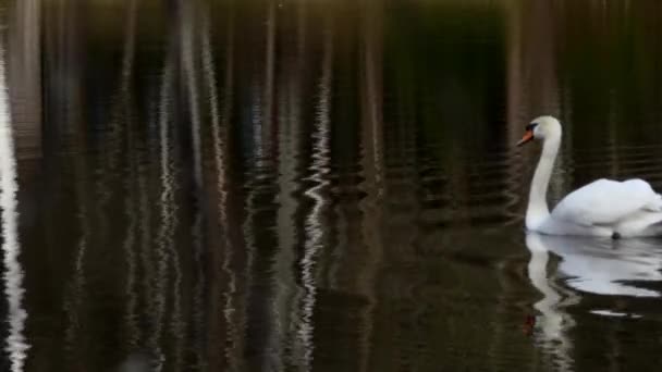 Cygne blanc nage sur la surface miroir de l'étang . — Video