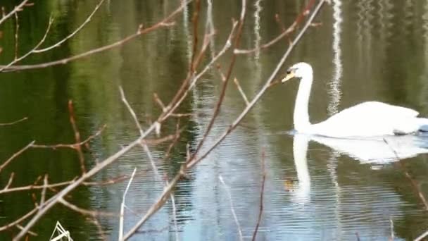 Bílá labuť plave na zrcadlovém povrchu jezera. — Stock video