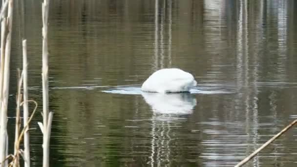 Cisne branco gracioso nada na superfície da lagoa . — Vídeo de Stock