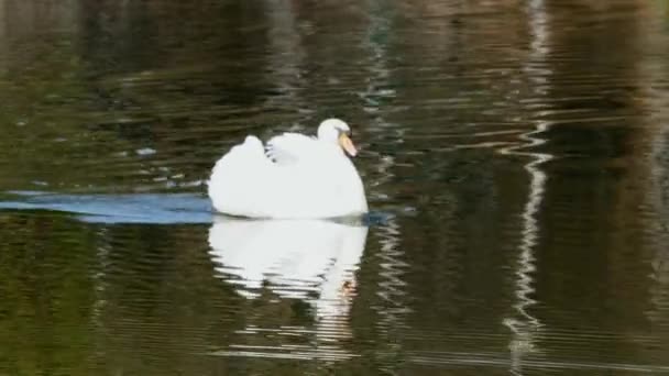 Cisne blanco nada en la superficie del espejo del lago. — Vídeos de Stock