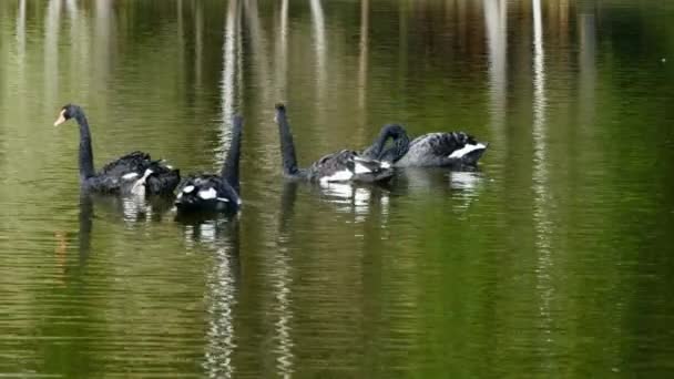 Стая черных лебедей плавает на поверхности пруда . — стоковое видео