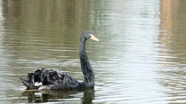 White Swan plave na zrcadlové hladině rybníka. — Stock video