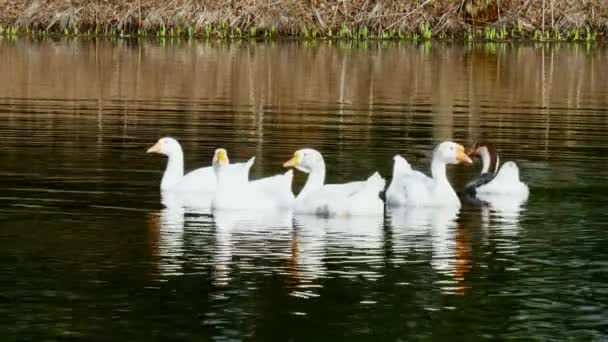 Стая белых гусей плавает на поверхности пруда . — стоковое видео