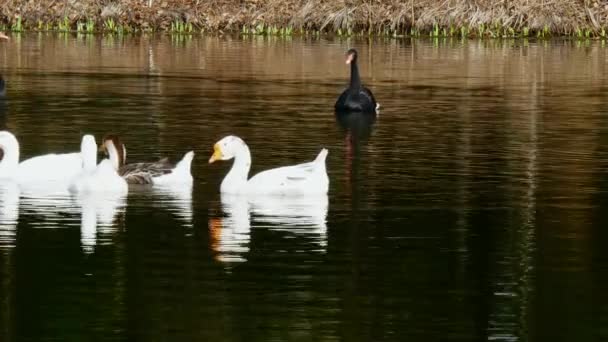 Ein Schwarm weißer Gänse und schwarzer Schwäne auf dem Teich. — Stockvideo