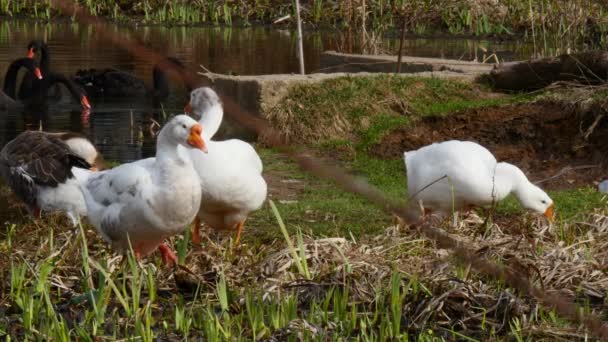 A flock of white geese and black swan on pond. — Stock Video