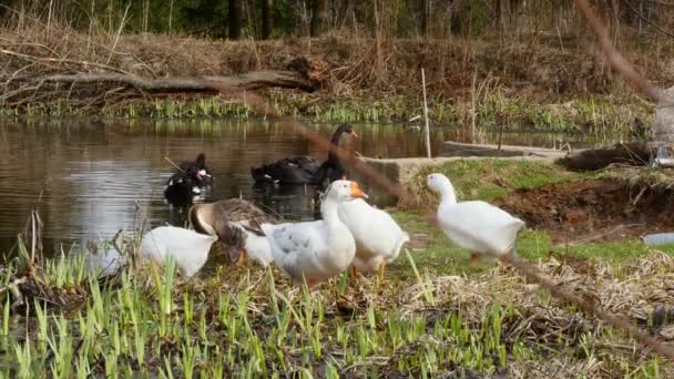 Una bandada de gansos blancos y cisnes negros en el estanque . — Vídeo de stock