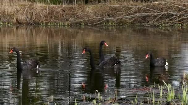 Una bandada de cisnes negros nada en la superficie del estanque . — Vídeo de stock