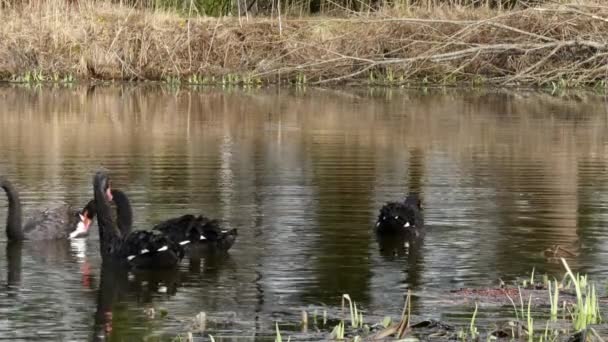 Una bandada de cisnes negros nada en la superficie del estanque . — Vídeo de stock