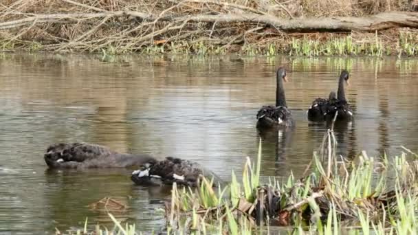 A flock of black swan swims on surface of pond. — Stock Video