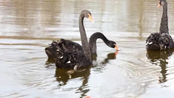 Um bando de cisnes negros nada na superfície da lagoa . — Vídeo de Stock