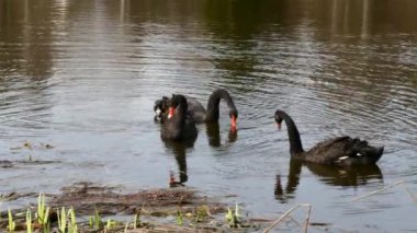 Siyah Kuğu sürüsü gölet yüzeyinde yüzüyor.