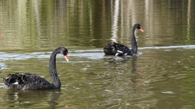 Siyah Kuğu sürüsü gölet yüzeyinde yüzüyor.