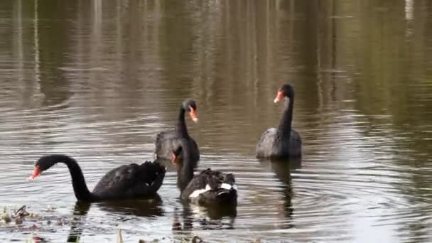 Um bando de cisnes negros nada na superfície da lagoa . — Vídeo de Stock