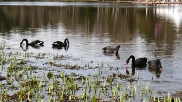 En flock av svart svan som simmar på ytan av damm. — Stockvideo