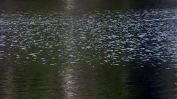 White Swan swims on mirror surface of pond. — Stock Video