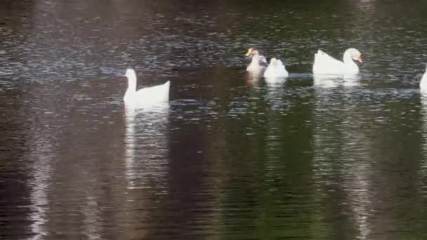 White Swan swims on mirror surface of lake. — Stock Video