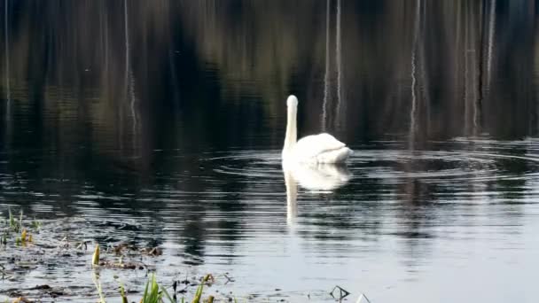 Cisne blanco nada en la superficie del espejo del estanque . — Vídeo de stock