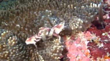 Yengeç anemone temiz temizlemek dibinin sualtı üzerinde yiyecek bulmak içinde maskeli.