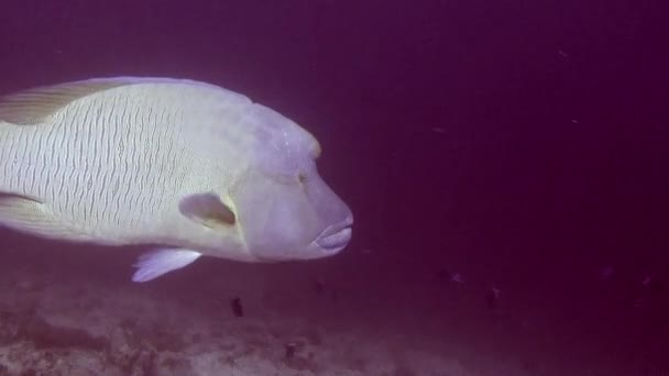 Napoleon fisk på bakgrund av tydliga havsbotten under vattnet i Maldiverna. — Stockvideo