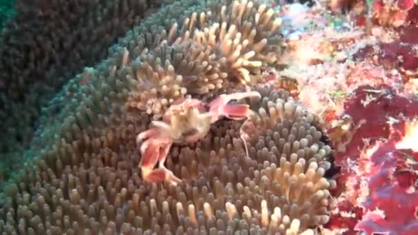 Krab je maskován v actinia Sasanka na čisté jasné mořského dna, pod vodou z Malediv. — Stock video