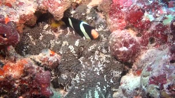 Anemone actinia och ljusa orange clown fisk på havsbottnen under vattnet i Maldiverna. — Stockvideo