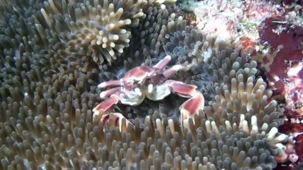 Krab is gemaskeerd in anemone actinia op schoon duidelijke zeebodem onderwater Maldiven. — Stockvideo