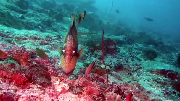 Peixes Wrasse no fundo de um fundo marinho límpido subaquático de Maldivas . — Vídeo de Stock