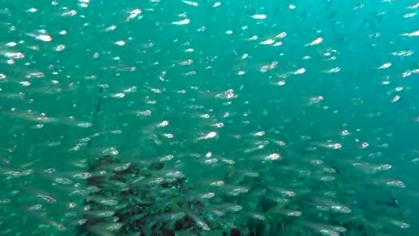 School van vis gloed op achtergrond van duidelijke zeebodem onderwater Maldiven. — Stockvideo