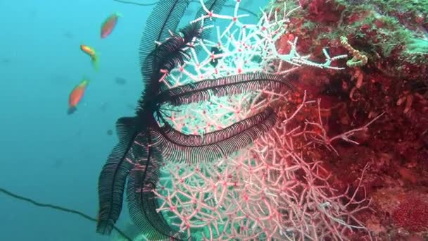 Giglio di mare rosso nero sullo sfondo di fondali marini chiari sott'acqua delle Maldive . — Video Stock