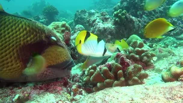 Peixes Wrasse no fundo de um fundo marinho límpido subaquático de Maldivas . — Vídeo de Stock