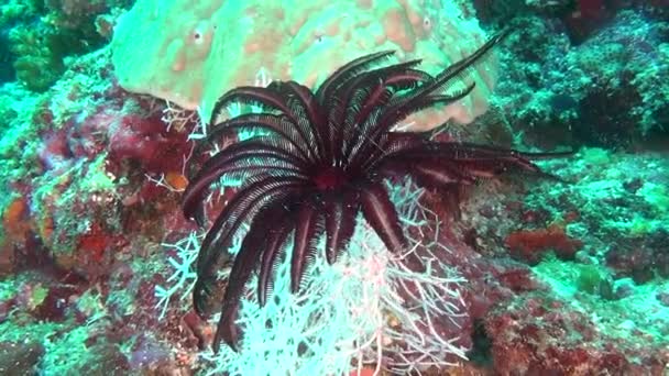 Lys de mer rouge noir sur fond de fonds marins clairs sous-marins des Maldives . — Video