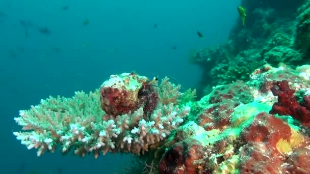 Eremitkräfta Cancer soldat på bakgrund av koraller under vattnet i Maldiverna. — Stockvideo