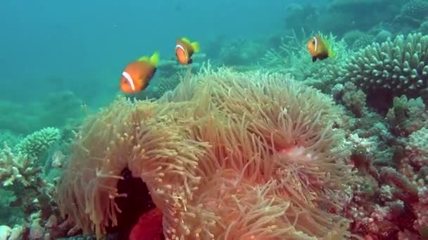 Anemone actinia och ljusa orange clown fisk på havsbottnen under vattnet i Maldiverna. — Stockvideo