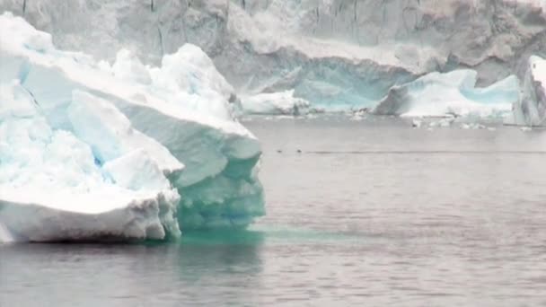 Buceo de focas cerca del témpano de hielo en el océano de la Antártida . — Vídeos de Stock