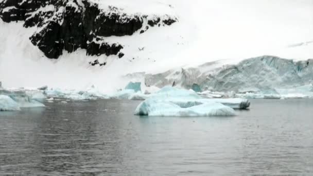 Eisscholle im Ozean der Antarktis. — Stockvideo