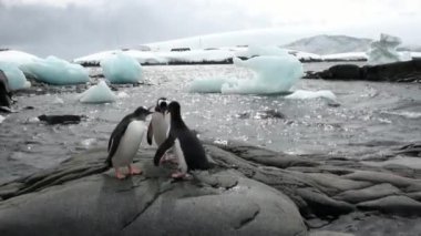 Penguenler okyanus Antarktika'karlı kayalık kıyısında.