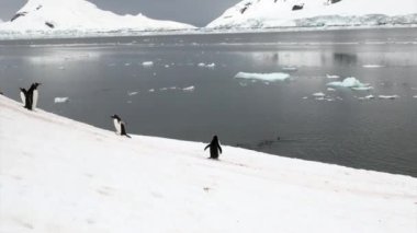 Penguenler karlı kayalık sahil buzdağı ve Antarktika'nın okyanusta yüzen buz kütlesi buz.