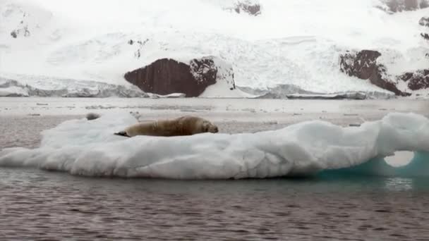 Selo no gelo floe no oceano da Antártida . — Vídeo de Stock