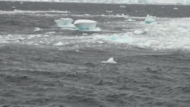 Ledová kra v oceánu Antarktidy. — Stock video