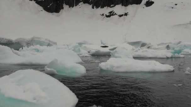 Tätning på isflak i ocean av Antarktis. — Stockvideo