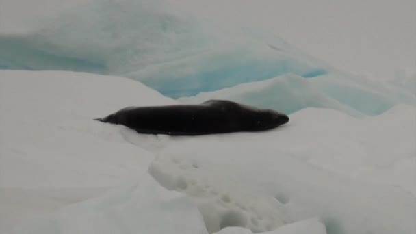 Antarktika'nın okyanusta yüzen buz kütlesi buz üzerinde mühür. — Stok video