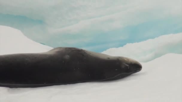Robbe auf Eisscholle im Ozean der Antarktis. — Stockvideo