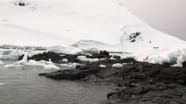 Těsnění na sněhu skalnaté pobřeží v oceánu Antarktidy. — Stock video