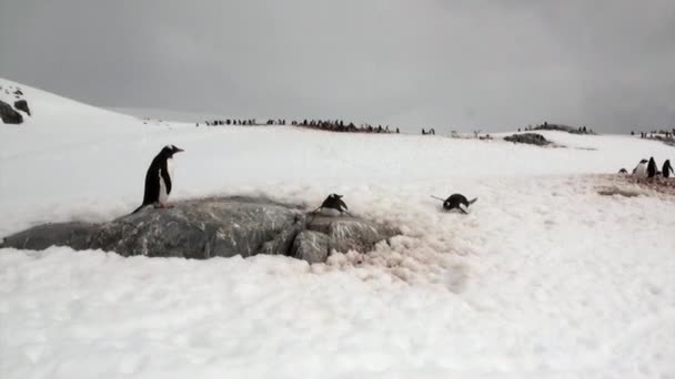 Pinguins na costa rochosa nevada no oceano da Antártida . — Vídeo de Stock