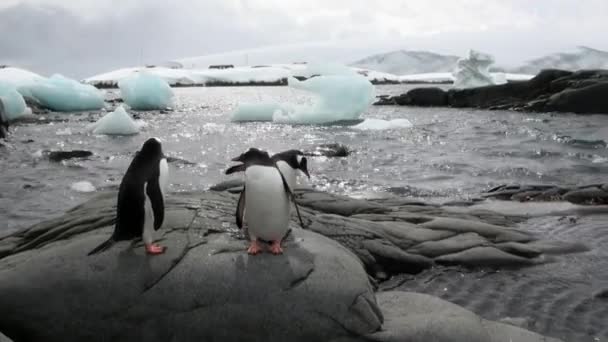 Pinguins na costa rochosa nevada no oceano da Antártida . — Vídeo de Stock