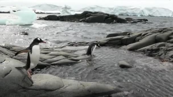 Pingüinos en la costa rocosa nevada en el océano de la Antártida . — Vídeos de Stock