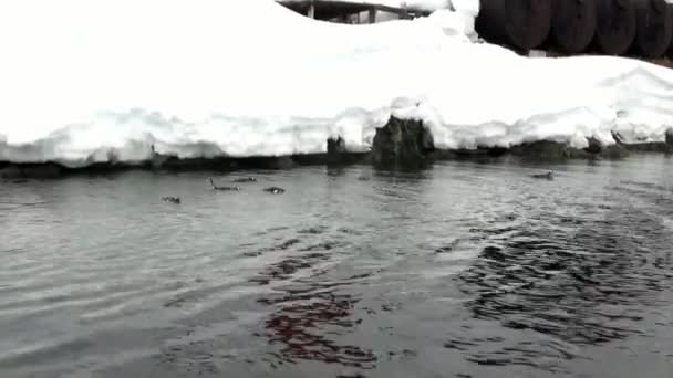 企鹅在南极洲海洋中的积雪岩石附近潜水. — 图库视频影像